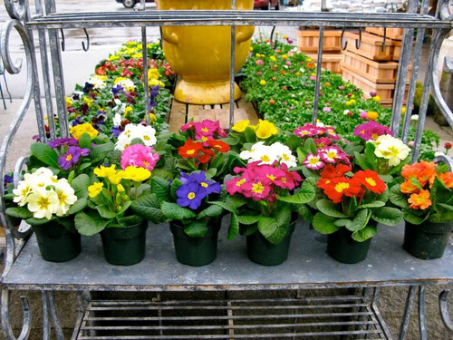 Activador Floral Para Todo Tipo De Plantas Florales