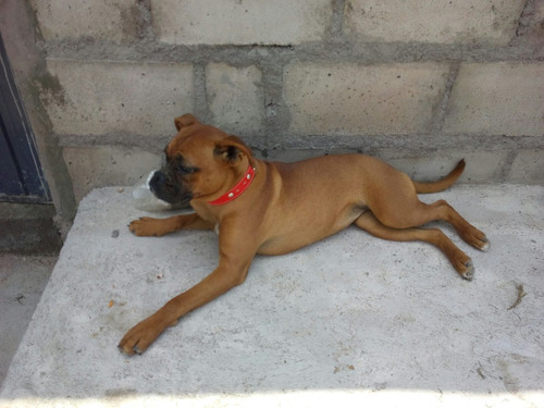 Se Vende Una Cachorra Boxer De 7 Meses