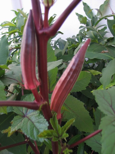 Imagem 6 de 6 de 15 Sementes De Quiabo Roxo Vermelho Okra Red Burgundy