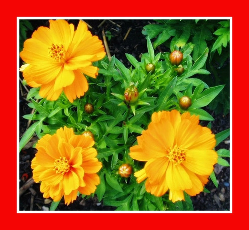 Imagem 3 de 6 de Cosmos Mix Laranjas Amarelos 100 Sementes Flor Pasto Apicola