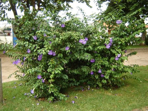 Imagem 4 de 6 de Muda Thunbergia Erecta Azul - Manto De Rei - Jardim Ou Vaso.