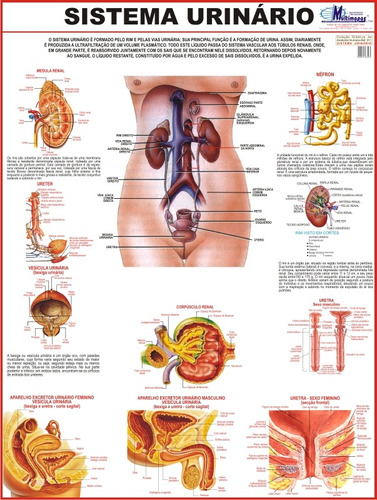 Mapa Gigante Do Sistema Urinário Humano - Estudos E Medicina