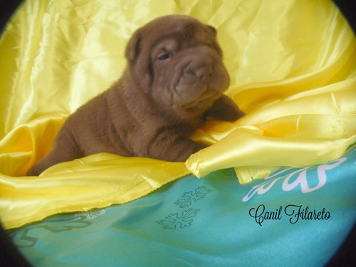 Filhotes Shar Pei