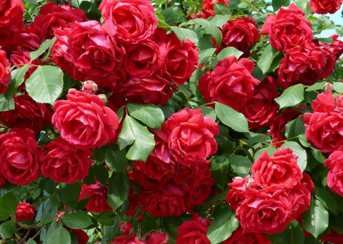 Planta Rosales De Rio Negro Rosauer Rojo Rosas Exteior