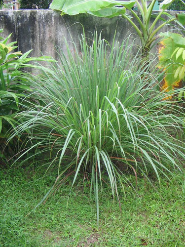 Capim Limão - Lemon Grass - Cidreira - Sementes Para Mudas