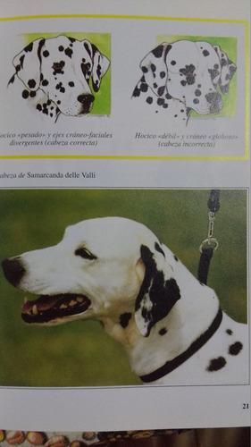 Manual El Dalmata. Perros De Raza