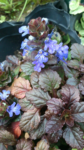 Imagen 1 de 1 de Planta De Ajuga Reptans Morada