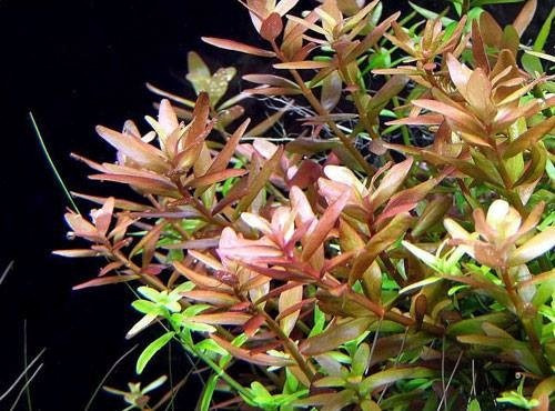 Rotala Rotundifolia Planta Acuario