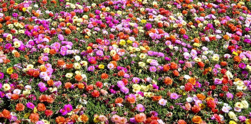 Imagem 6 de 6 de 200 Sementes De Onze Horas Dobrada Sortida Flor