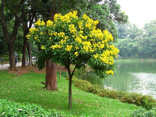 40 Sementes De Acácia Amarela - Árvore Com Flores E Sombra 