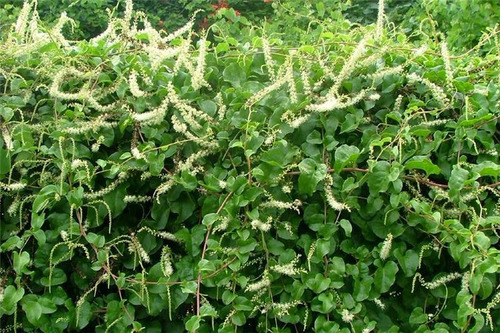 Brotal Anredera Cordifolia Planta Trepadora Nativa