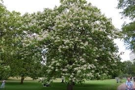 201 + Yapa Semillas De Catalpa Bignoides