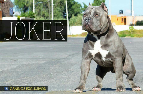 Semental Montas Blue American Bully Linea Dax