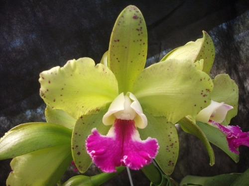 Orquídea Blc Tatarown