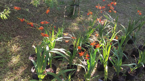 Crocosmias Fuego Del Diablo - Vivero Rolocampo