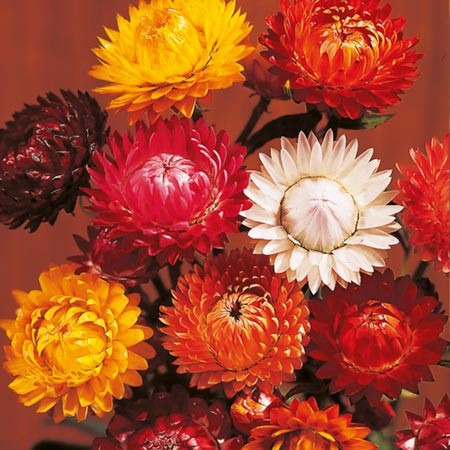 Sempre Viva Sortida - Helichrysum - Sementes Flor P/ Mudas | Parcelamento  sem juros