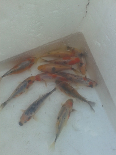 Peces Carpas Koi Brillantes, Veliferas 4 Cm 