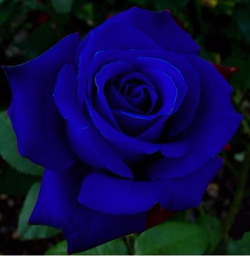 Sementes De Rosa Azul, Flor Exótica Rara