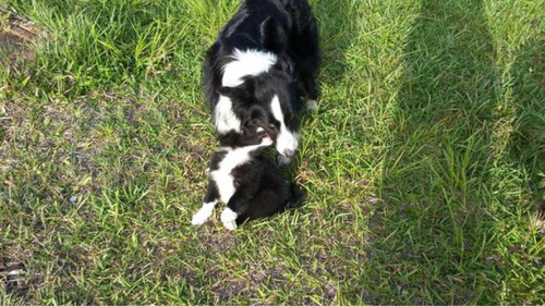 Filhotes Border Collie