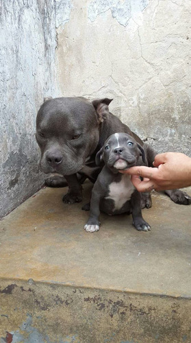 Cachorros American Bully Exoticos Y Micro Vendido