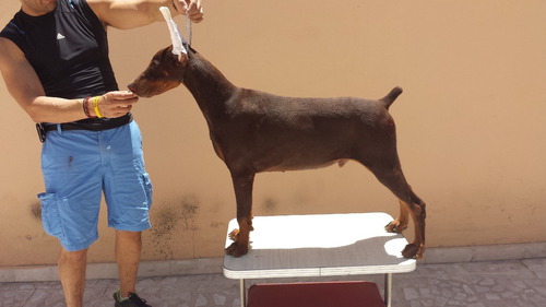 Doberman Con Pedigre   Intenacional