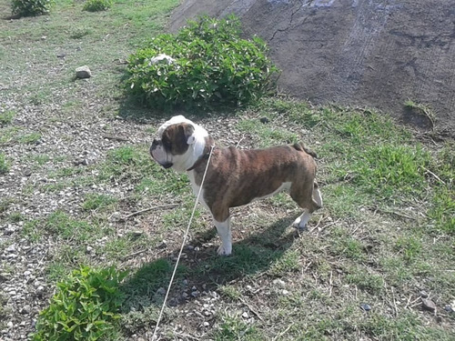 Imagen 1 de 4 de Perro Bulldog Ingles Para Monta $6500