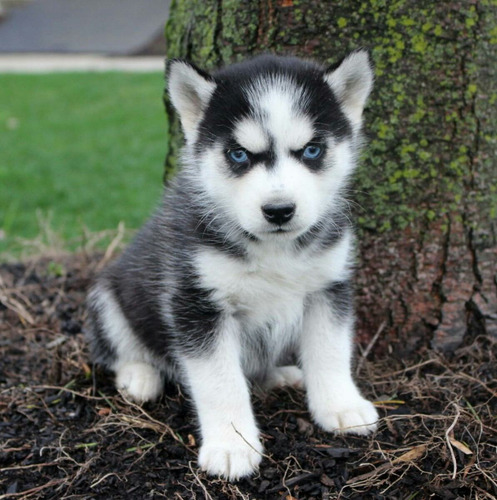 Hermosos Cachorros Husky Siberiano