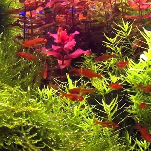 Paquete 10 Tetra Ember / Tetra Ambar / Tetra Amandae