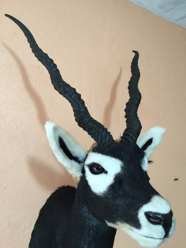 Animales Disecados 100% Artificiales Black Buck