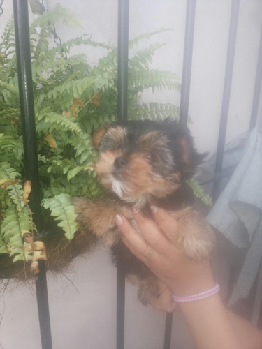 Cachorra Yorkie Mini Hermosa