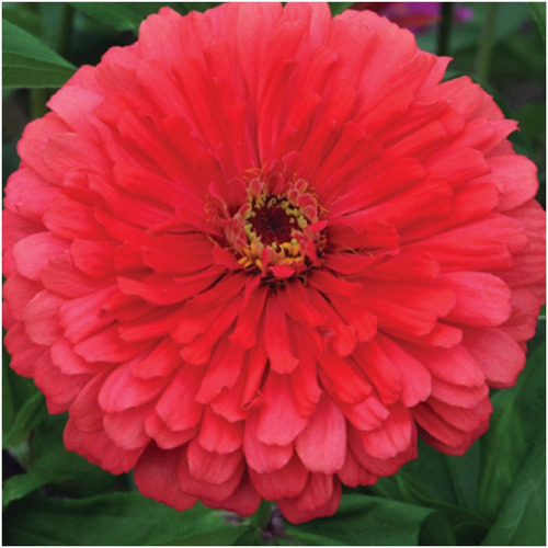 Zinnia Flor De Dália Vermelha Flor Zinnias Zinia Sementes