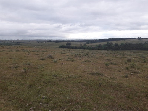 Campo De 47 Has En Paraje Los Caracoles - Consulte !!!!!- Ref: 1359