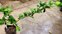 Comprar Limon Dedo Finger Lime  Caviar Citrico No Semilla Envió 