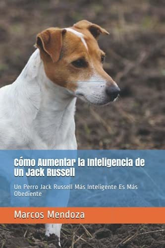 Como Aumentar La Inteligencia De Un Jack Russell
