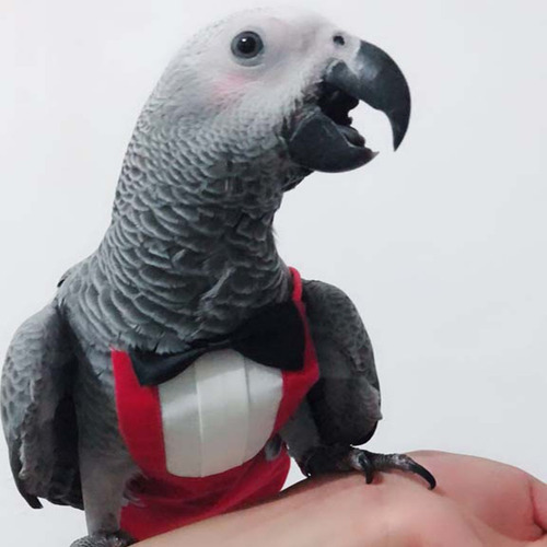 Cute Birds Flight Suit With Bow Tie Parrots Cute School Unif