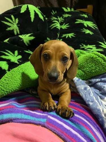 Salchichas Teckels Dachshund Mini