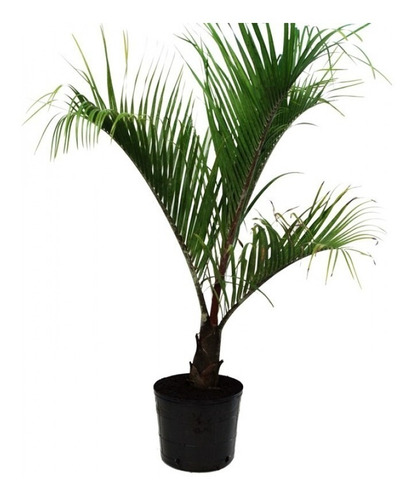 Muda De Palmeira Triangular ( Jardim E Decoração )