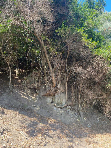 Parcela En Arauco A Pasos De Extensa Playa (92707)