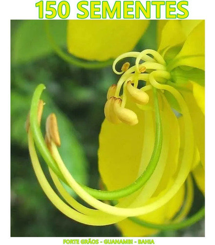 Sementes De Cássia Do Nordeste Macrantera Senna Spectabilis