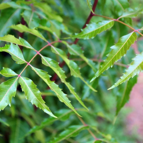 1 Kg Neem Orgánico Deshidratado