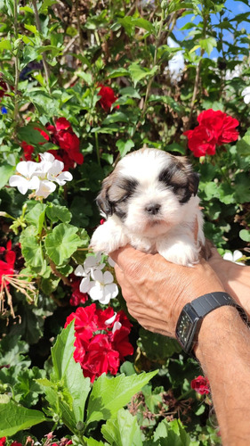 Shitzu  Shih Tzu  Hembra Shihtzu Mini 350 Pureza Garantizada