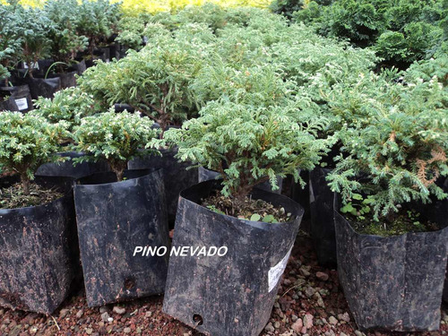 Imagen 5 de 6 de Lote De Arbolitos Para Bonsai Hinoki Cedro Japónes Juniperos