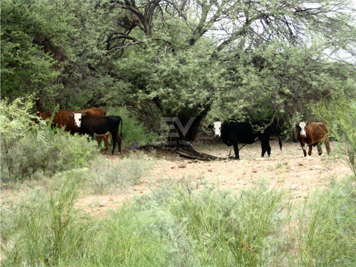 Imagen 4 de 6 de Venta. Campo 2200 Htas En Lucio V Mansilla. Ideal Engorde