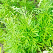 Comprar Yegaol Semillas De Ajenjo Dulce Artemisia Annua Sweet Annie