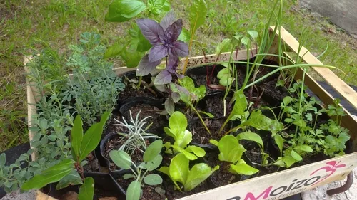 Huerta Orgánica Cajón 28 Plantines De Estación Ó Aromáticas
