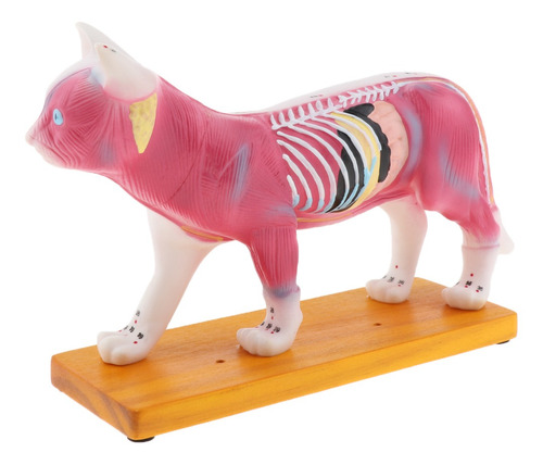 Imagem 2 de 10 de Modelo Anatômico De Acupuntura Para Gatos 1:1 Com