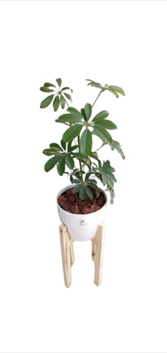 Planta Aralia + Maceta Premium + Pie Nórdico 