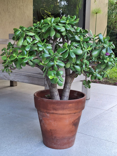 Planta De Jade (suculenta) Grande En Maceta De Barro 30x30 Sin Flor