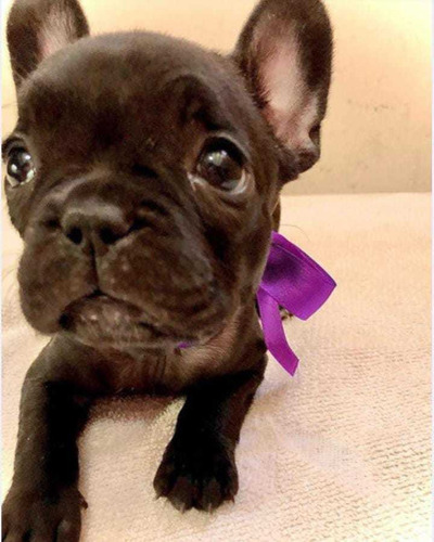 Imagen 3 de 5 de Bulldog Francés