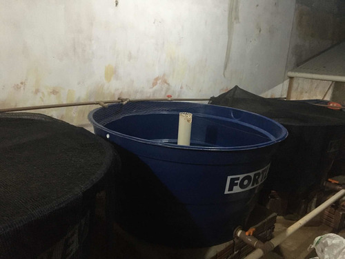 Imagem 1 de 2 de Criação De Peixes